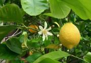 Всё что вы должны знать об уходе за лимоном дома